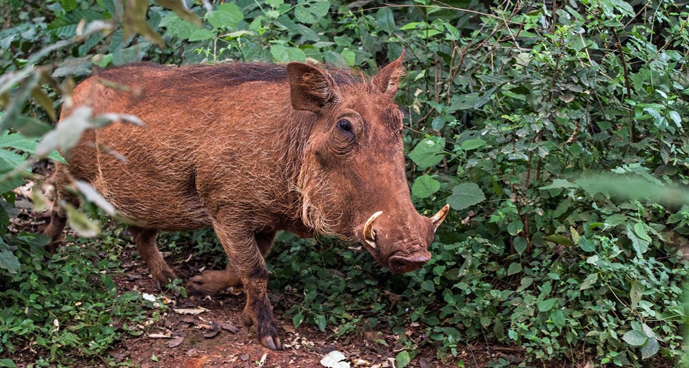 Boar Chinese Zodiac: Personality and Compatibility of the Sign