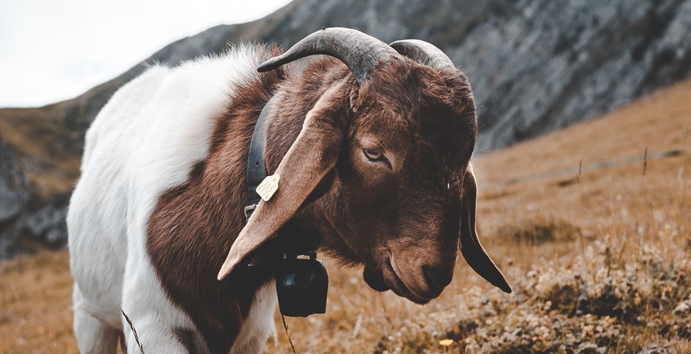 Goat Chinese Zodiac: Personality and Compatibility of the Sign