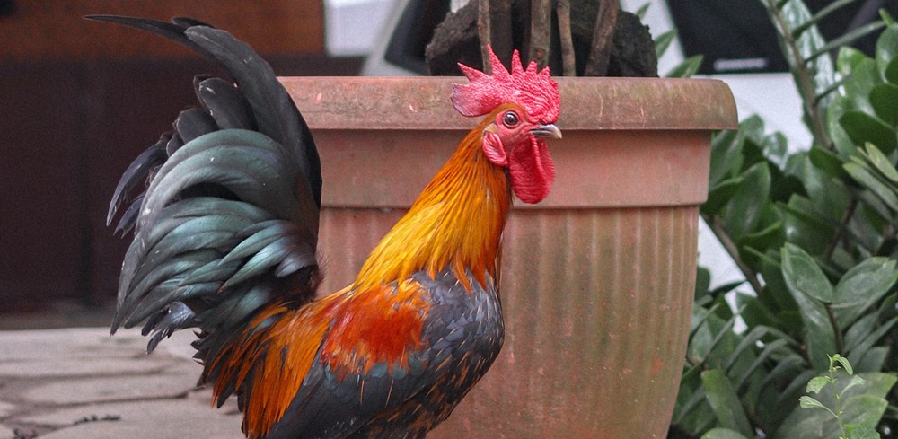 Rooster Chinese Zodiac: Personality and Compatibility of the Sign