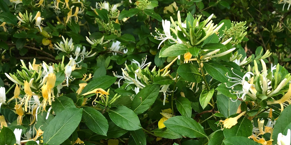 Cancer Birth Flower - Honeysuckle - Flowers According to This Zodiac Sign