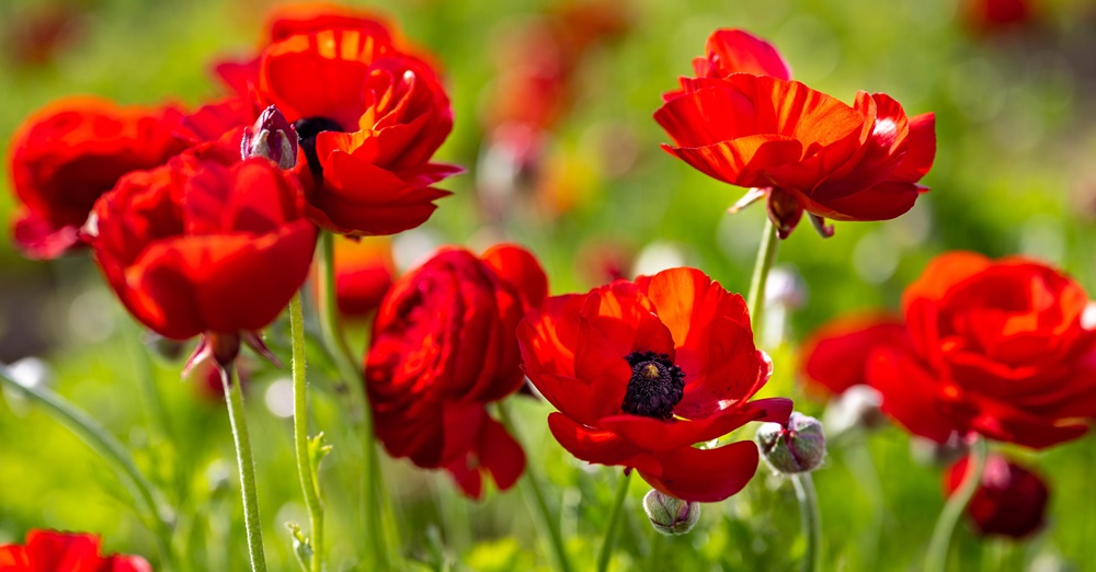 Pisces Birth Flower - Red Poppy - Flowers According to This Zodiac Sign