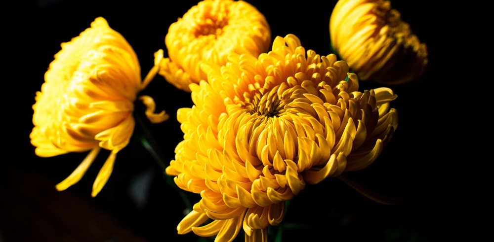 Scorpio Birth Flower - Chrysanthemum