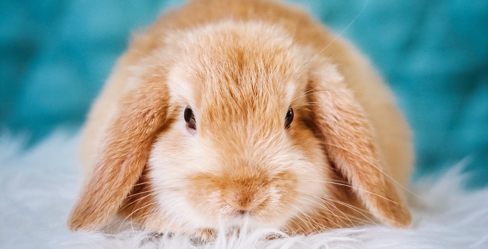 The Rabbit in Zodiac Signs: Personality Traits